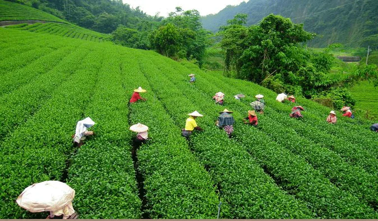 Tea Garden