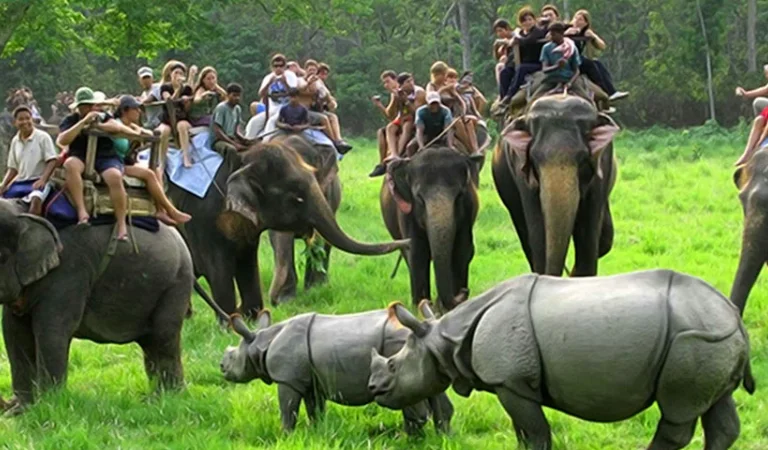 Kaziranga National Park